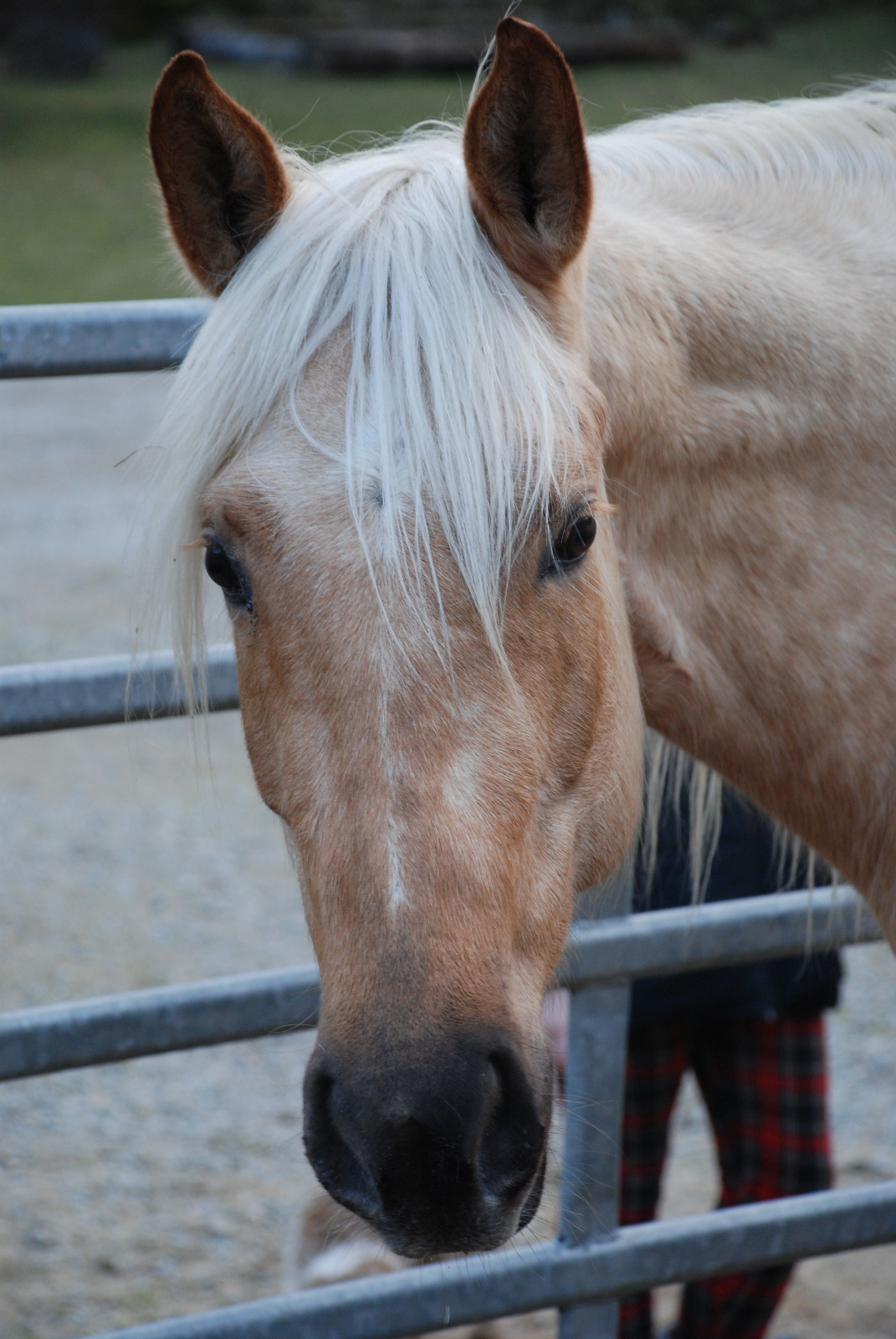 Lucy Great Moonshine (Blondy), QH 2022